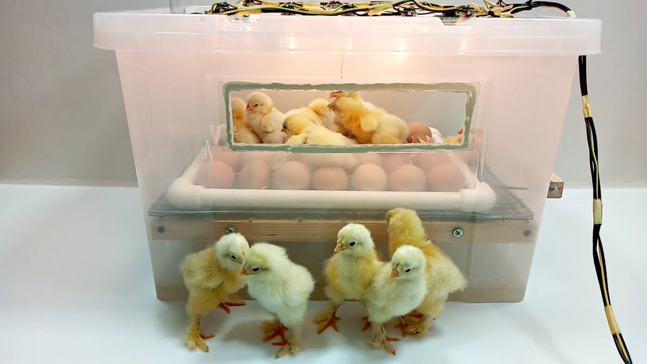 how to store eggs before incubation